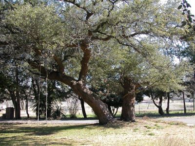 Famous tree of Texas _ twin oaks